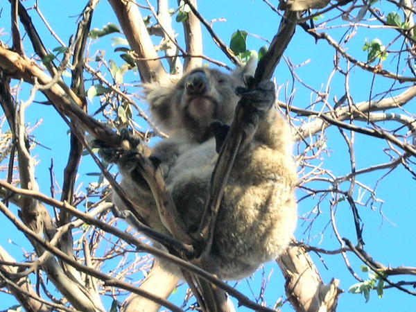 Wild Koala # 10