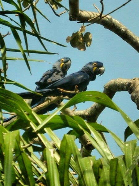 2 Blue Macaws - Brazilian Pantanal