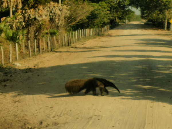 Why did the giant ant eater cross the road 