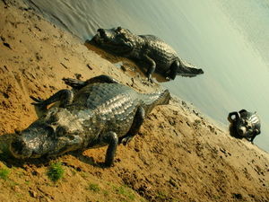 Here come the Alligators
