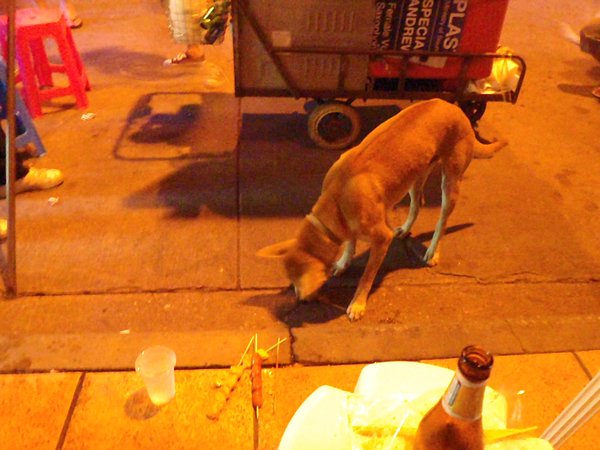 Bangkokissa! Koira vetää vartaita