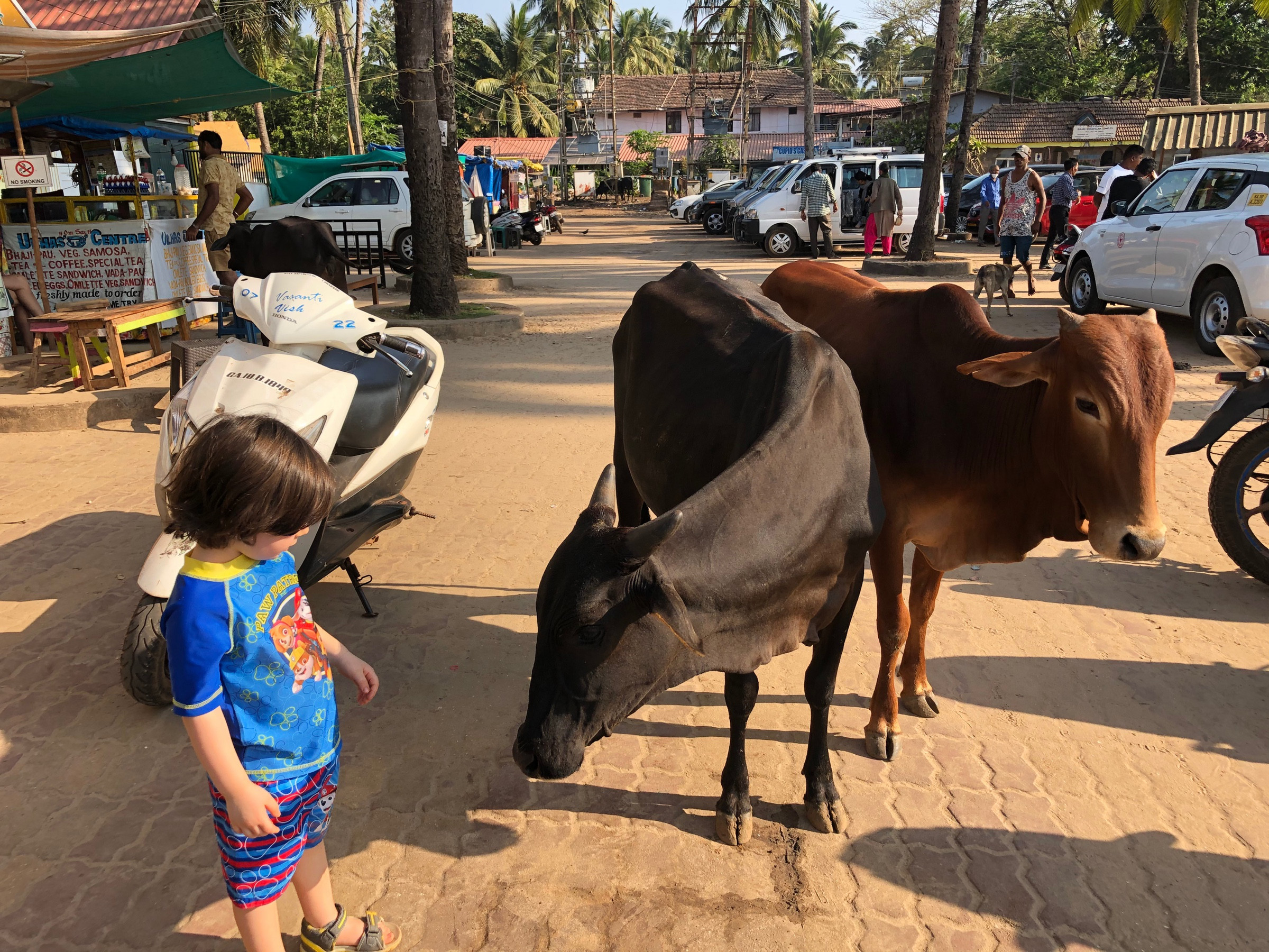 right-before-the-cow-knocked-him-down-photo