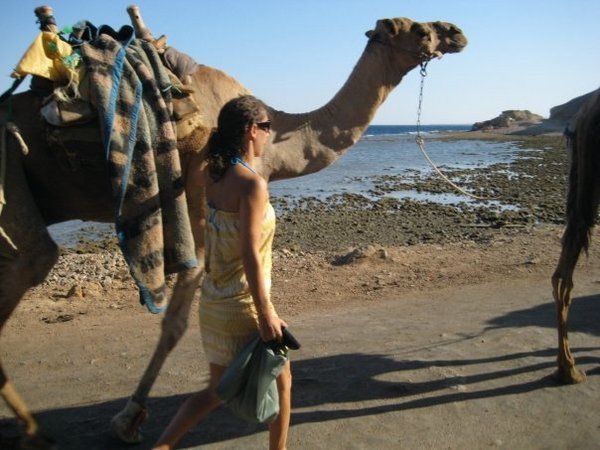 Random camel