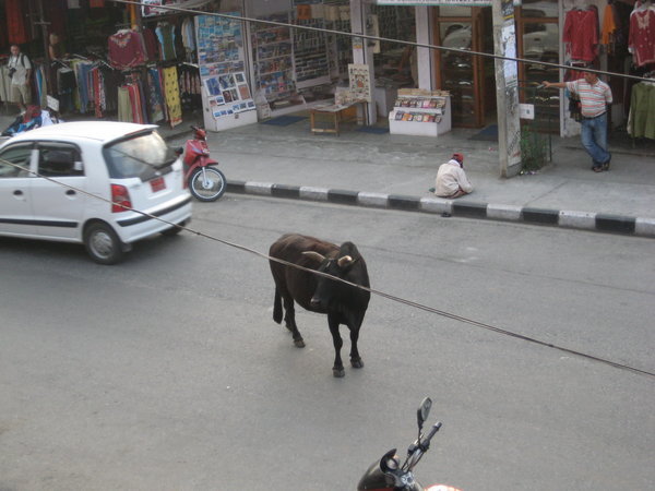 A cow chilling in the street