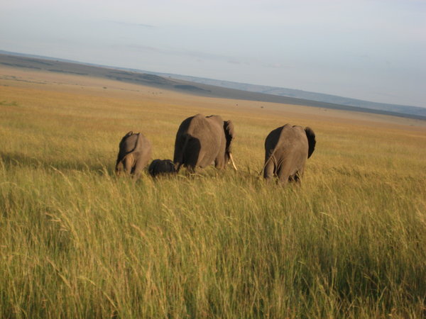 Roaming elephants