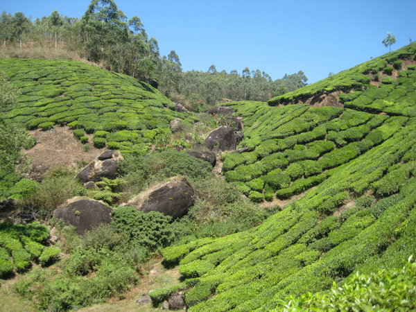 Tea plantations of Munnar