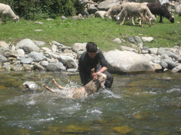 A shepherd bathing his sheep