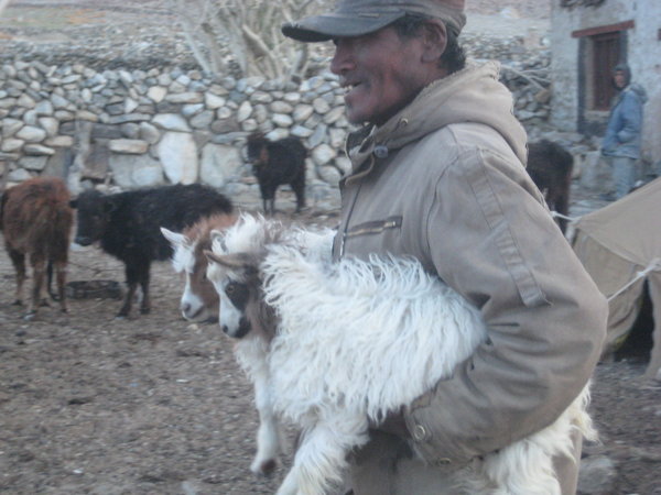 collecting his goats