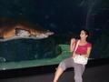 shark attack