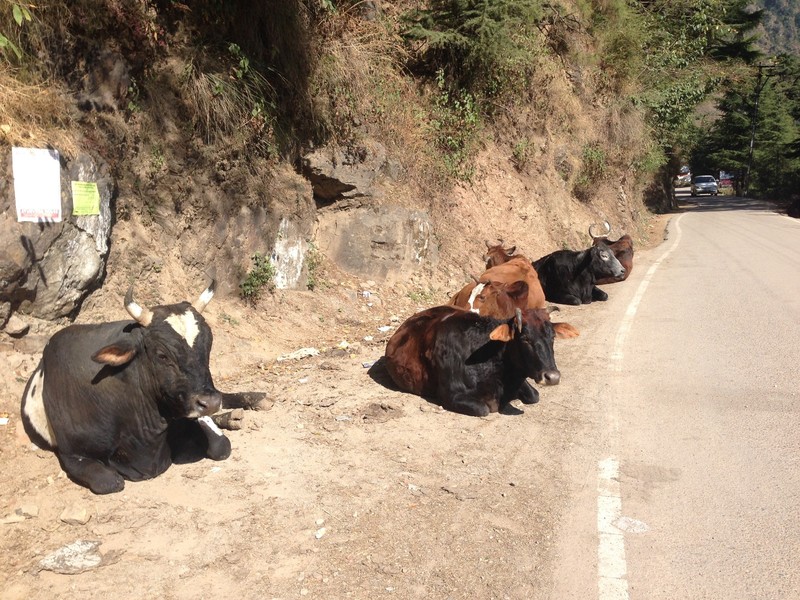 what would India be without its resident cows