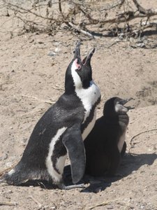 Pinguine in Kapstadt 1