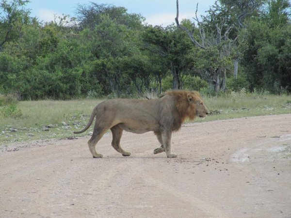 Löwe überquert Strasse