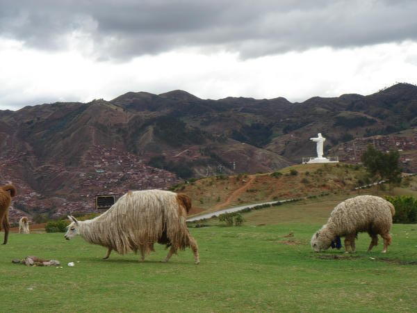 Llamas above Cuzco