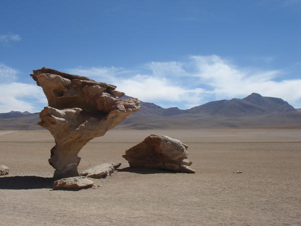 "Rock tree" in the desert landscape