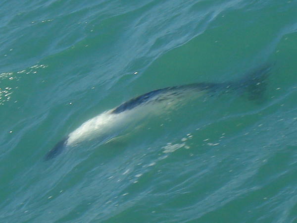 dolphin spotting from a windy inflatable boat.. ok the photos weren't great but we saw lots! 