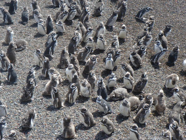 Penguins at Punto Tombo 