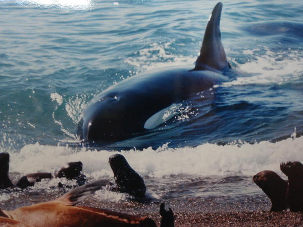 Orca attacking sealions from the beach 
