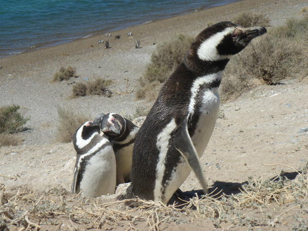 More penguins.. so photogenic! 