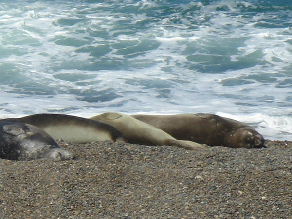 Elephant seals basking in the sun... very lazy they never moved! 