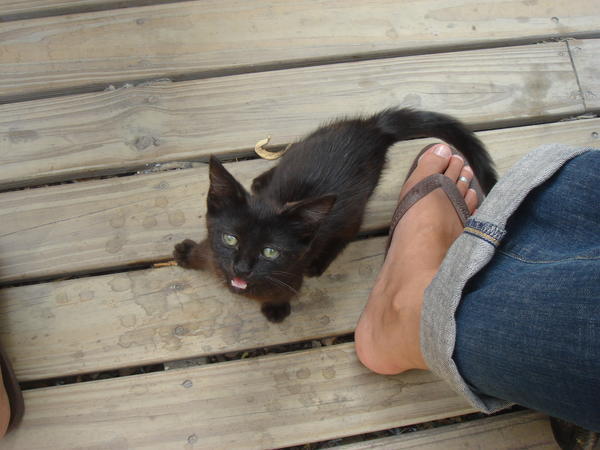 There was even wildlife at the hostel.. a little kitten that needed food! 
