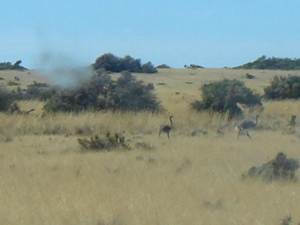 If you look carefully there are some ostriches running through the dust! 