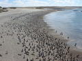 Penguins on the beach at Punto Tombo 
