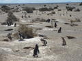 Penguins at Punto Tombo 