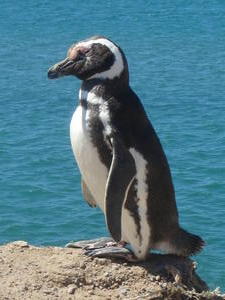 One of the thousands of magestic pinguinos in Patagonia 