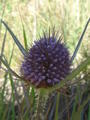 Thistle .. the weather AND the flowers are like Scotland! 