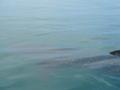 Whale sharks 