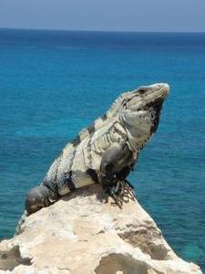 The king of all iguanas! 