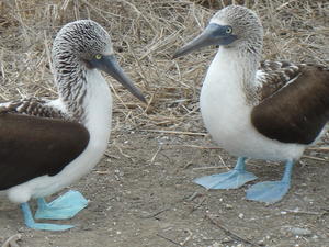 Blue footed boobies 