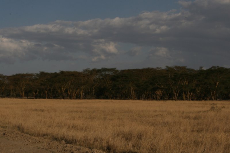 The Plains of Nakuru National Park...