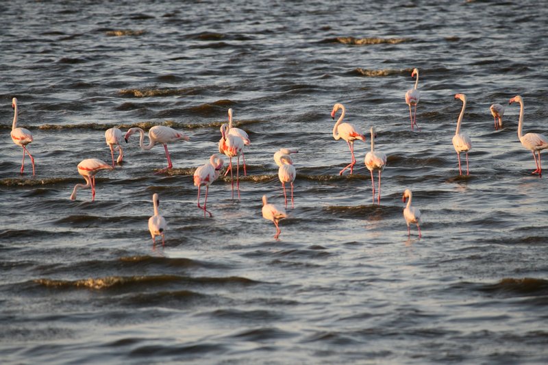 Some of the 2 Million Resident Flamingos at Lake Nakuru...