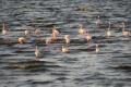 Some of the 2 Million Resident Flamingos at Lake Nakuru...
