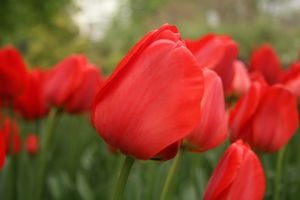 Red Tulips at the Botanical Garden...