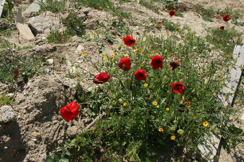 Wildflowers all over Mykonos...