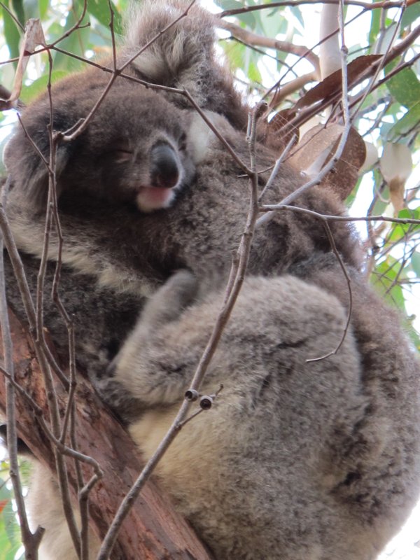 Koalamama und -baby