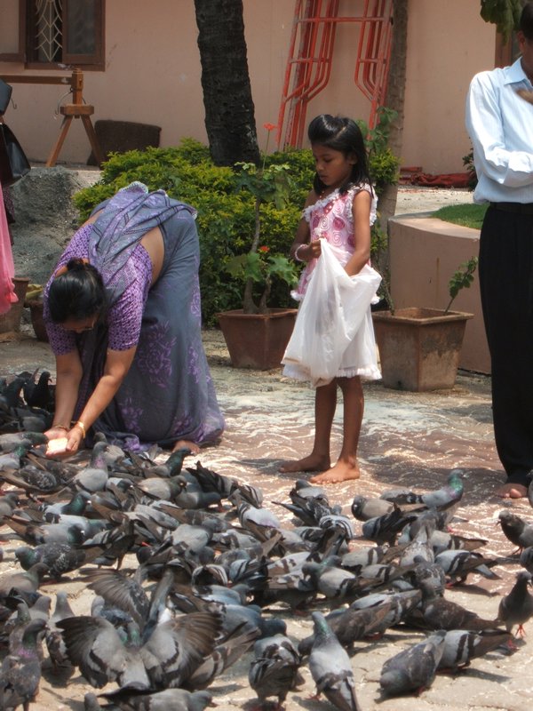 Pigeon feeding ceremony