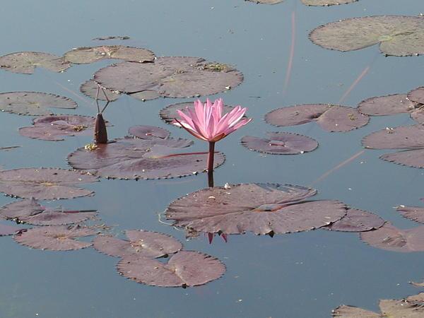 Lone lily flower