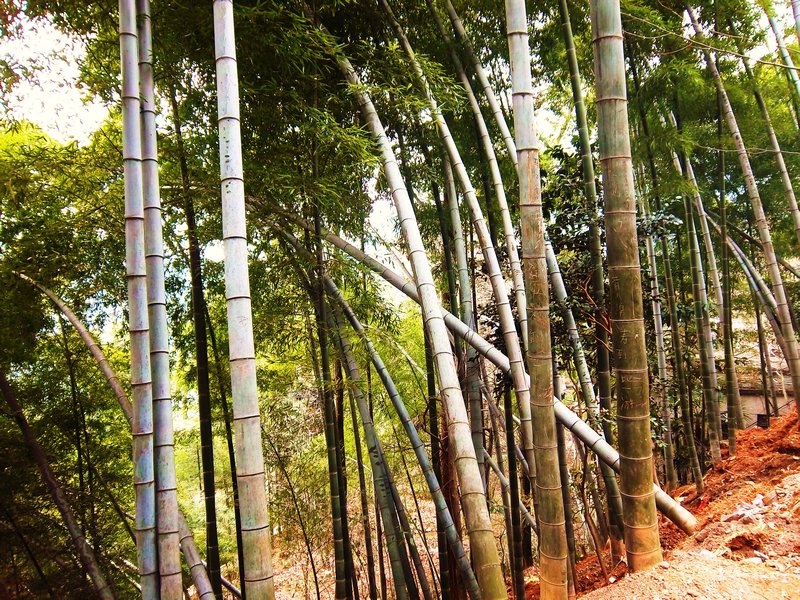 Bamboo!