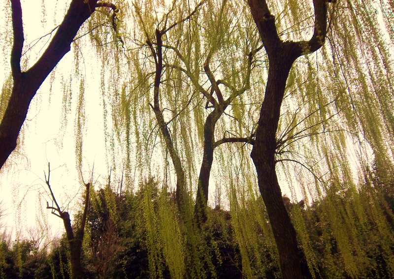 Weeping willows at Xi Hu