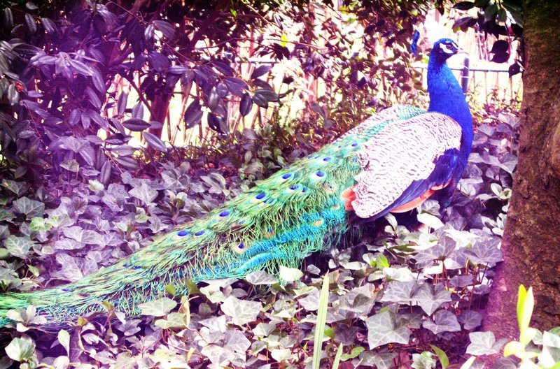 Peacock just randomly wandering around
