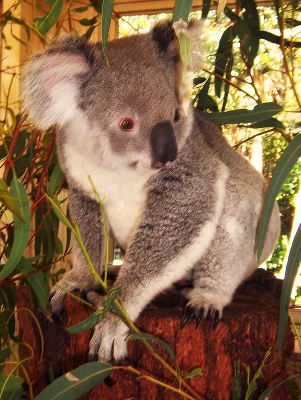 Koala at Caversham Wildlife Park