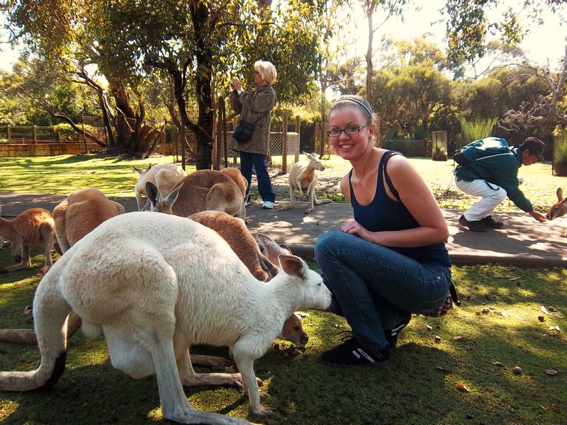 Being ambushed by kangaroos