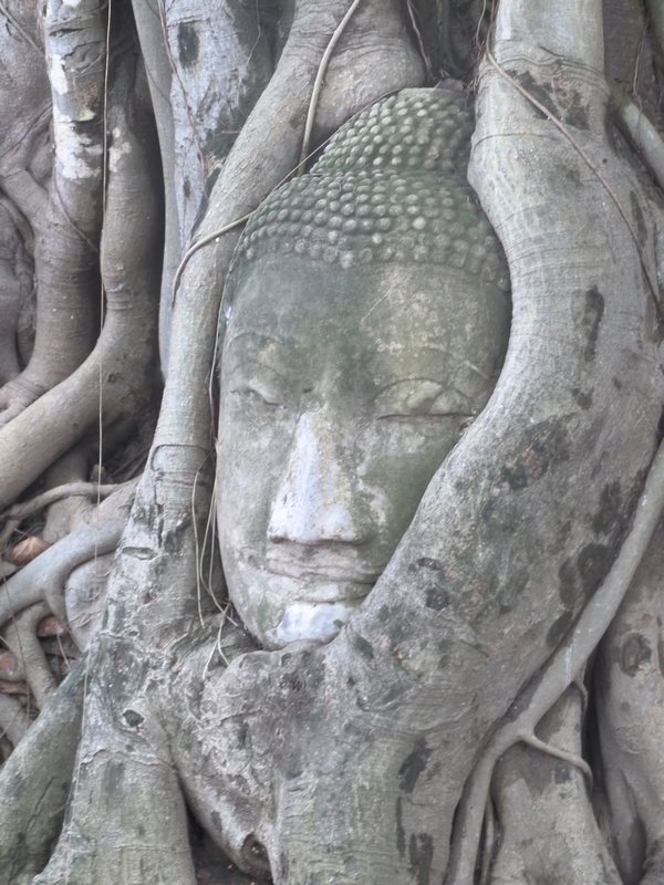 famous Buddha head in tree in Ayutthaya
