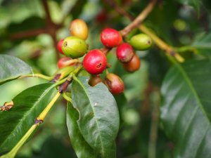 The gardens of Kho Coffee