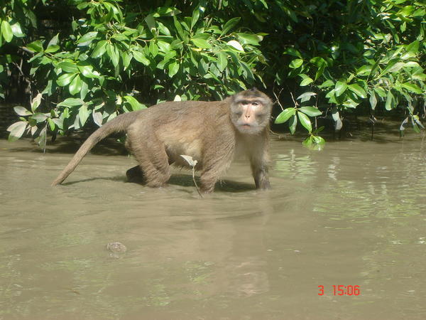 Awwww cute monkey! Look!
