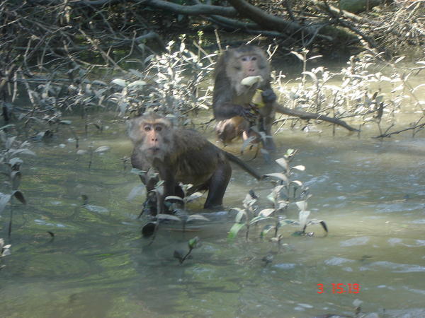 The Freaky Monkeys Eating our Bananas!