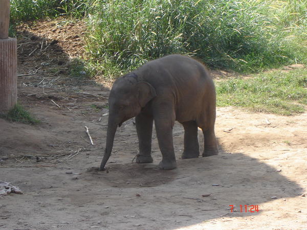 Baby Elephant!